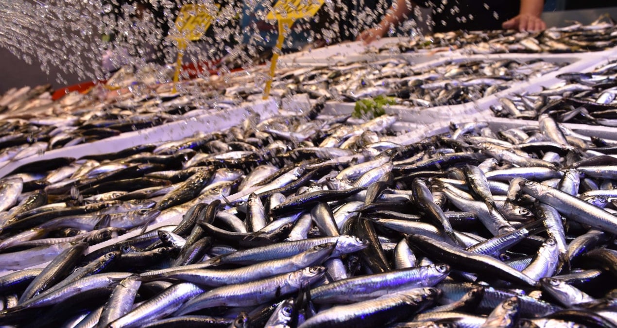 en cok ragbet o baliklara var kilosu 100 tlden kapis kapis satiliyor QJld3WeP
