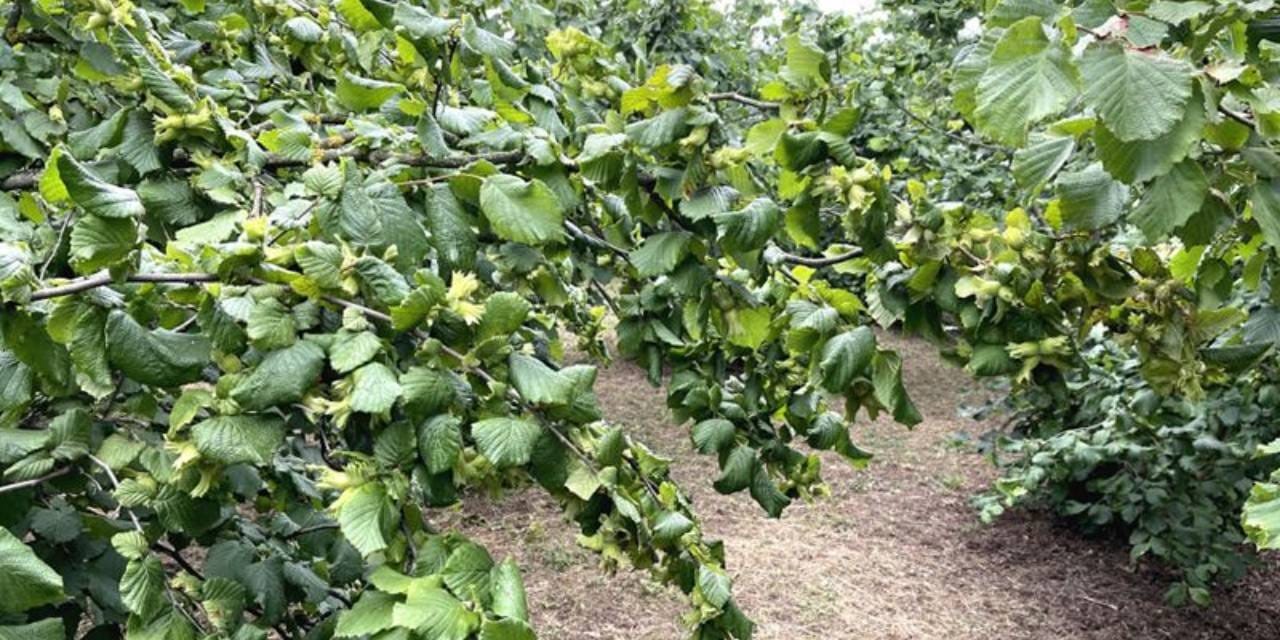 turkiyeden 124 ulkeye 300 ton ihrac edildi 2 milyar 349 milyon gelir getirdi EfEWp2IO