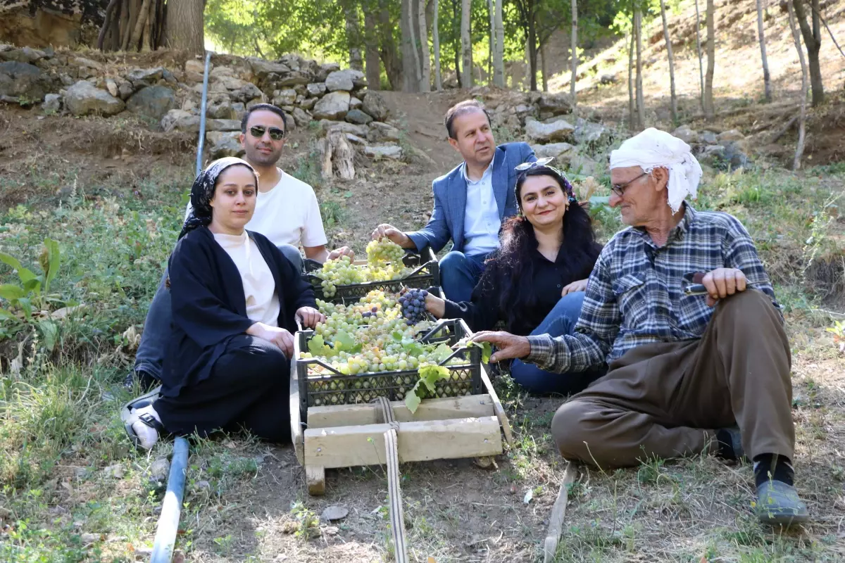 80 yasinda uzum hasadi IJI3VUUH