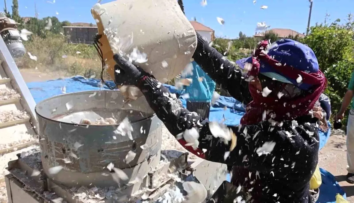 aksaray organik sarimsagi 2025 ekim sezonuna girdi LbMqm69z