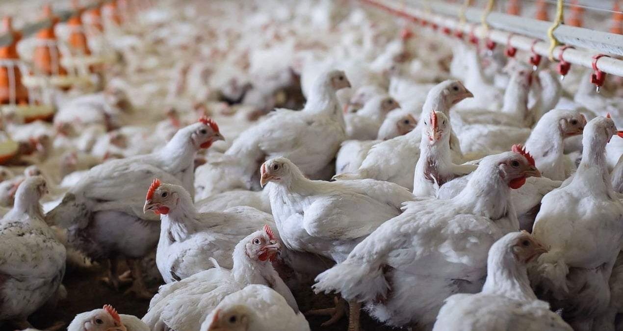 almanyada kus gribi panigi 180 binden fazla kumes hayvani itlaf edildi uKB4gJR6.jpg