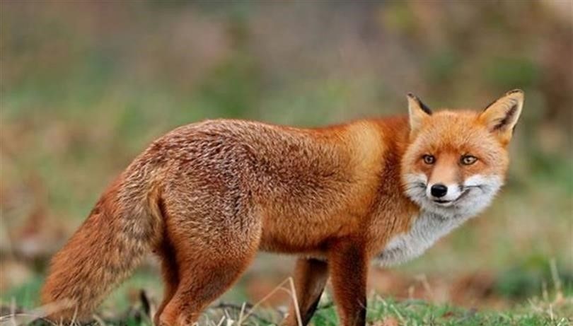 malatyada yaban hayvanlari havadan asilanacak HRgOhUZv