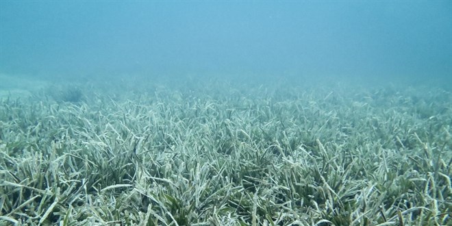 marmara denizinin guneyinde musilaja rastlanmadi CjOBwCuP.jpg