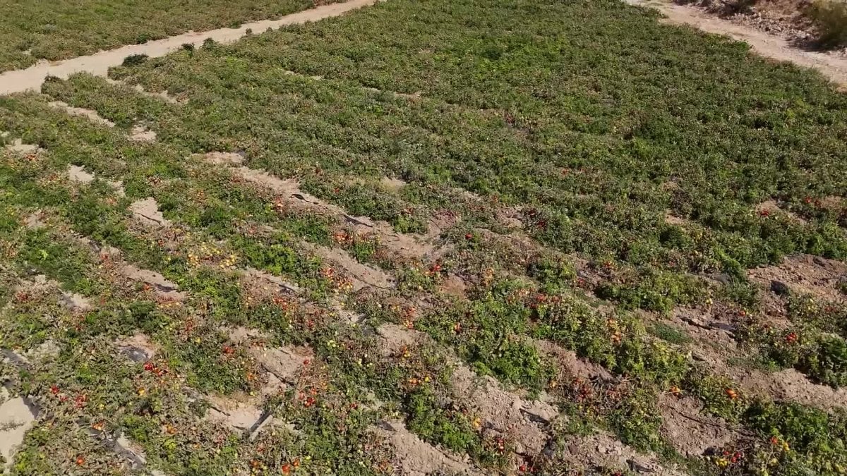 mersin buyuksehir belediyesinden ureticilere domates fidesi destegi QVdlX4bn