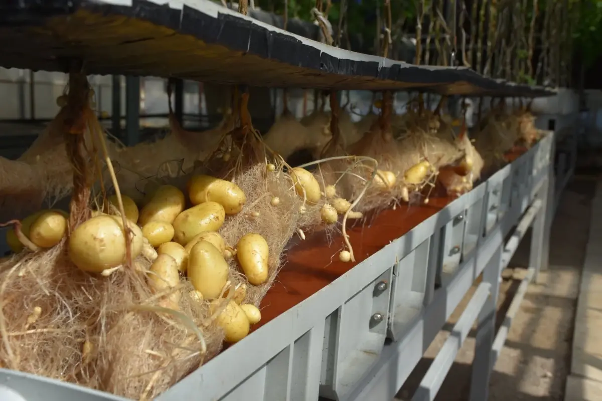 nigde patates arastirma enstitusunden yerli patates uretiminde basari nlJbwt9A.jpg